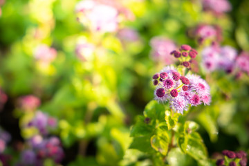 The background image of the colorful flowers
