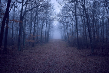 Foggy dark forest with bare trees and fallen leaves