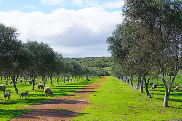 View of sheep and lamb grazing in an olive tree grove in Greenough, Western Australia