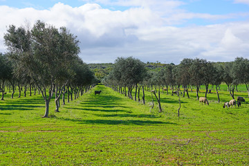 Naklejka premium View of sheep and lamb grazing in an olive tree grove in Greenough, Western Australia