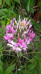 flowers in the garden