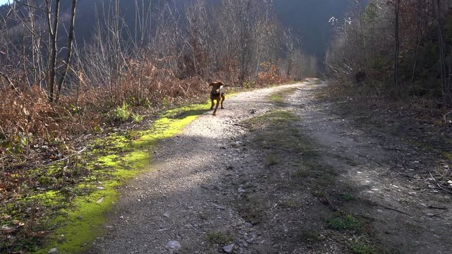Dog goes through forest path - (4K)