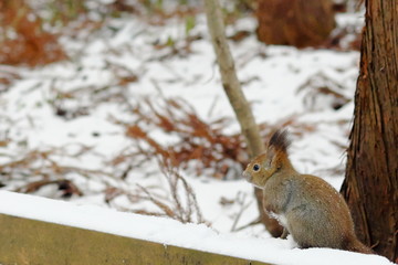 木の実を探すエゾリス