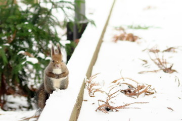 木の実を探すエゾリス