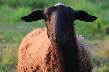 portrait of sheep