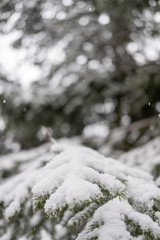 Snow detail to branches of pine and trees. Winter snowy white background with green details