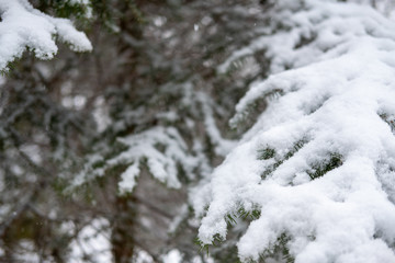 Snow detail to branches of pine and trees. Winter snowy white background with green details