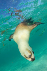 Fototapeta premium Sea Lion 