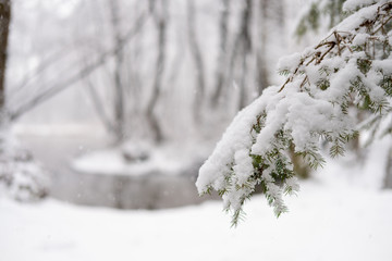 Snow detail to branches of pine and trees. Winter snowy white background with green details