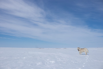 Obraz na płótnie Canvas Outbred adult dog (half malamute) stands on the snow in the tundra