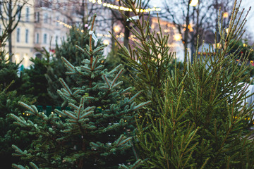 Fresh christmas trees in pots for sale on the street, outdoor lot, christmas tree in the the farm market for sale in holiday season in Finland, Helsinki