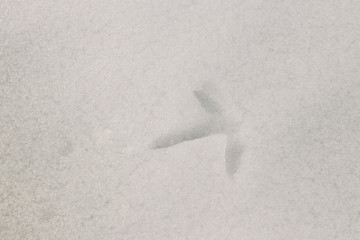 Partridge trace from one paw on white snow