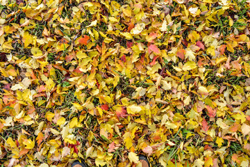 Colorful and bright background of fallen autumn leaves