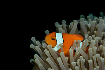 Clown fish in the right with black background and space for text