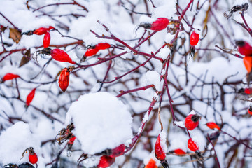 Snow covered red rosehip berries. Red dog rose on bush in winter