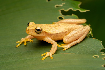 Yellow Tree Frog - Small-headed Treefrog (Dendropsophus  microcephalus) on Rainforest leaf in Costa Rica