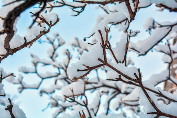 Tree branches covered with snow on blue sky background