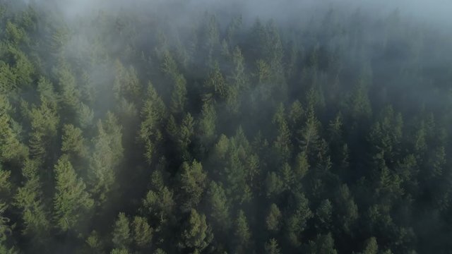 Aerial view of forest through fog, autumn, Black Forest, Germany