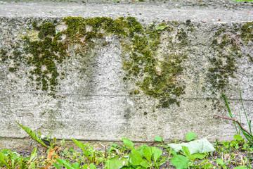 Old concrete wall with moss. Texture of weathered concrete moss covered wall