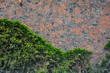 Texture of old red granite stone wall with layered green moss