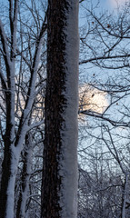 Dichotomy - snow on one side of the tree