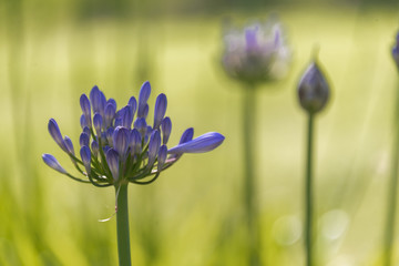 agapanthus