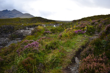 Fototapeta na wymiar British wild colourful flowers including heather, green plants and fungi are the life support for Scotland's wildlife. Narrow trail up the steep hills. Spectacular landscape of Cuillin mountain range