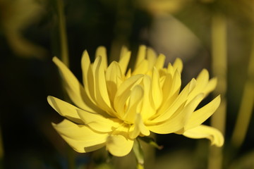 Flowers, the love of my life