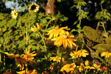 Flowers, the love of my life