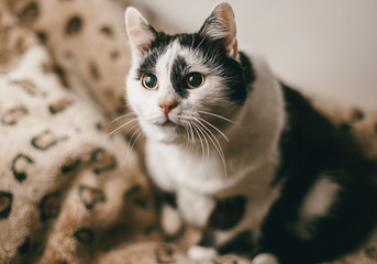Black-white cat sits on a leopard plaid and looks.