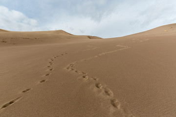 Landscape view of dunes at Great Sand Dunes National Park in Colorado, the tallest sand dunes in North America.