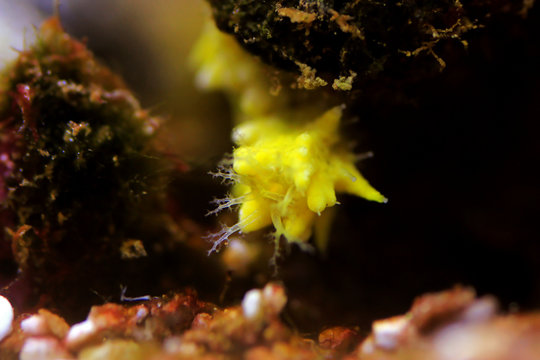 Yellow small sea cucumber - Colochirus robustus