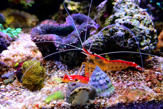 Lysmata cleaner shrimp is cleaning the Ruby red dragonet fish