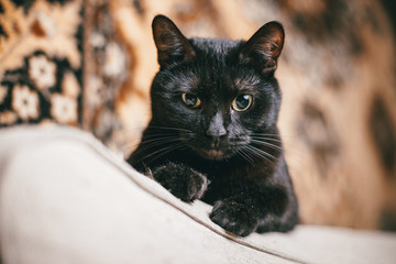Black pensive cat sits on the back of the sofa.