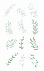 Green branch vector illustration. Floral set.