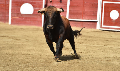 poderoso toro espa&ntilde;ol corriendo en una plaza de toros