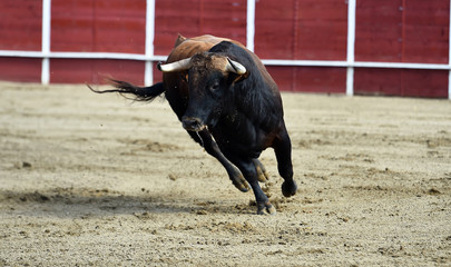 spanish powerful bull with big horns running in the bullring arena in traditional show of bullfight