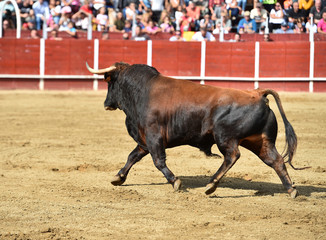 poderoso toro español corriendo en una plaza de toros