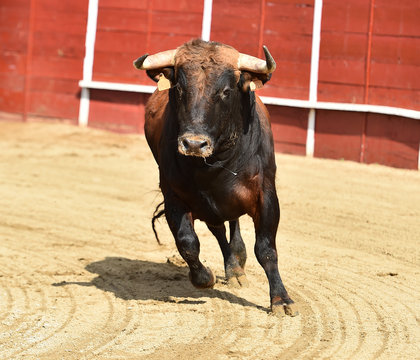 poderoso toro espa&ntilde;ol en una plaza de toros