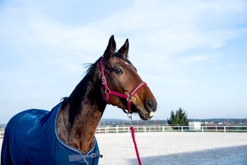 Fototapeta premium Brown horse. Riding. Horse sports in detail. Animal for a trip.