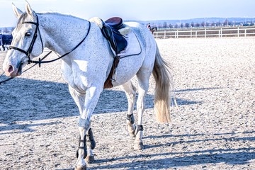 Horse riding .  Equestrian sport in details.White horse with stubbornness . Animal for riding.