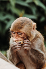 Kathmandu monkey 2