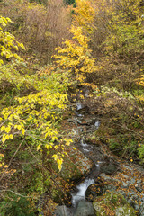 のんびり旅　愛媛の紅葉
