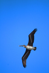 pelican in flight