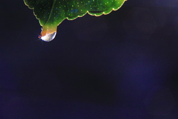 water drops