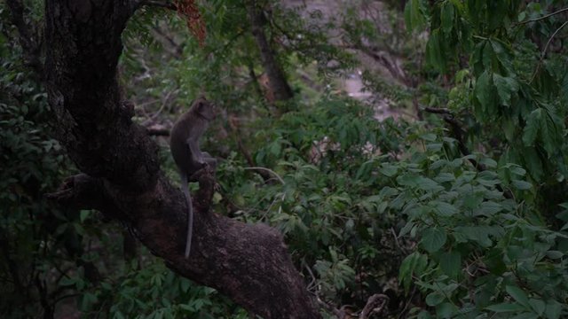 Monkey