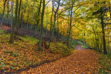 Autumn colorful morning in the forest  near Graz, Styria region, Austria