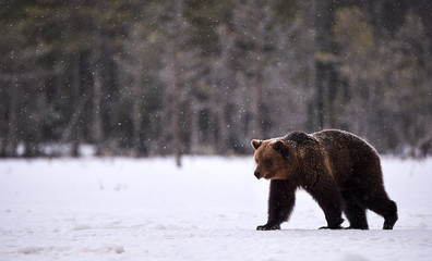 Wild brown bear walking in the snow