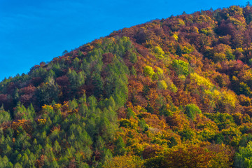 Hill with colorful trees in autumn 