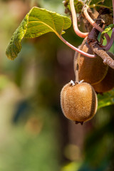 Kiwi fruits (Actinidia chinensis) grow close-up